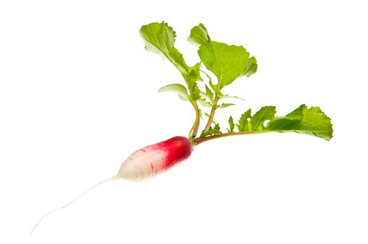 Radish on a white background.