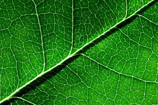 Close up macro shot of a bright green leaf for background use