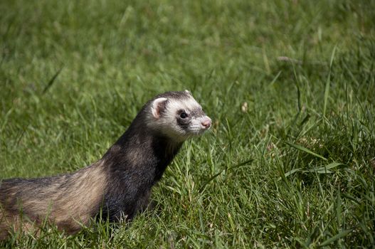 wild ferret walking in the grass in the park