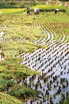 Image of a farming family harvesting paddy at Guilin, China. 