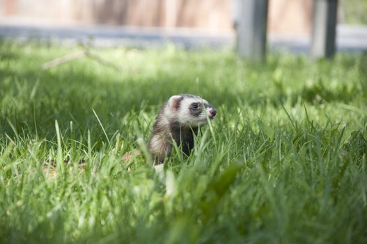 wild ferret walking in the grass in the park
