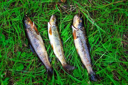 Three trout lying in the grass
