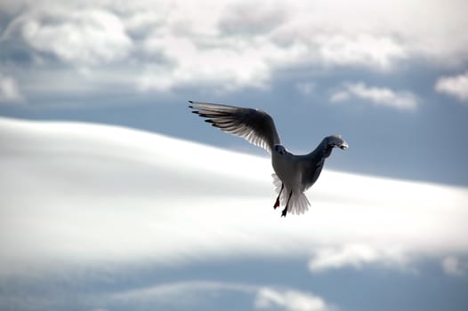 Seagull and clouds. A seagull is flying in blue and cloudy sky.