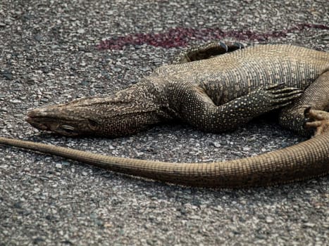 Dead iguana on the road in Malaysia