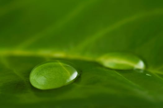 Two big water drops on a green leaf