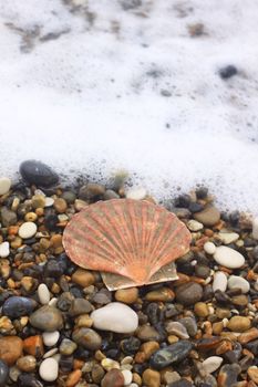 A half scallop shell amongst wet stones on a beach with the sea washing over the shell from the top of the image.