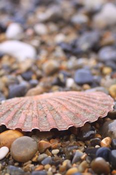 A half scallop shell amongst wet stones on a beach. Focus on middle distance to image.