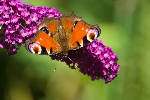 Colorful Peacock getting nectar from pink butterfly bush