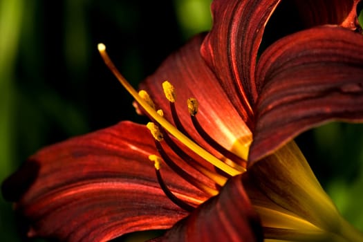 Dark red daylily bllooming on summer day in close view