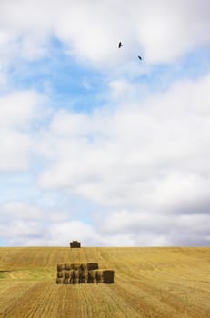 A freshly harvested field of wheat. A low horizon image with straw bails in middle distance and on horizone plane. Two lone crows fly over the field across summer cloudes.