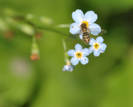 A hoverfly perched on top of a flower.