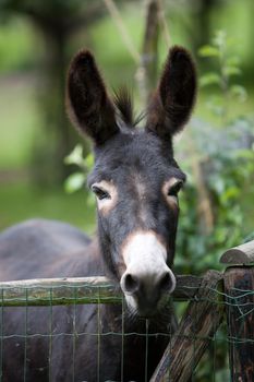 Cute donkey peering curiously over the fence with his ears poised