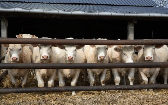 Some white cows look in a camera