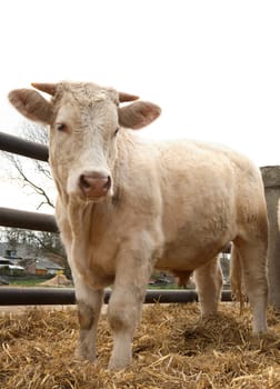 The big white bull on a farm