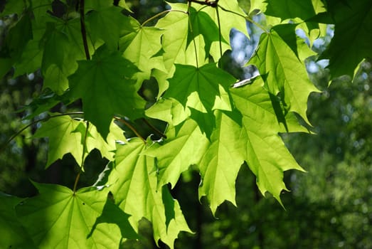 Backlit green maple leaves
