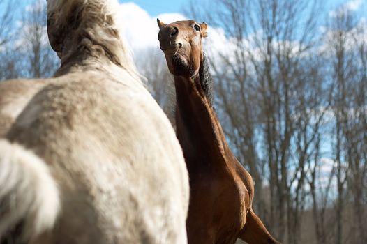 Two wild horses in a spring wood