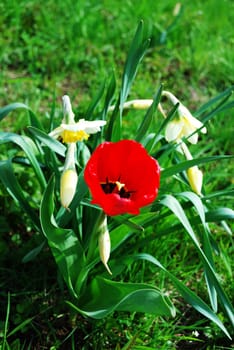 Different. One red tulip among white daffodils