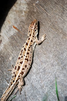 Brown lizard