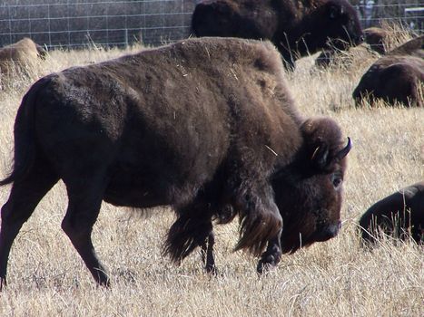 Buffalo stands in a meadow on a warm summer day