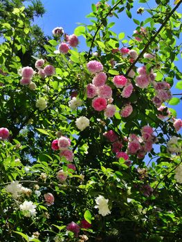 A bush of roses - Rosa muscosa centifolia