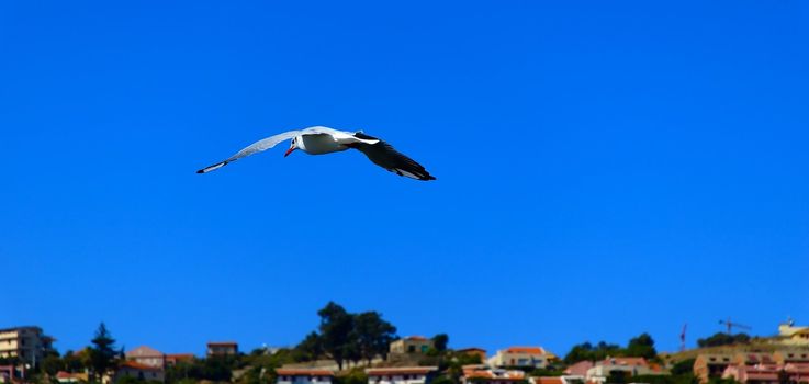 Fliying seagull