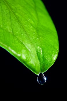 Glossy green leaf with drop on a black background
