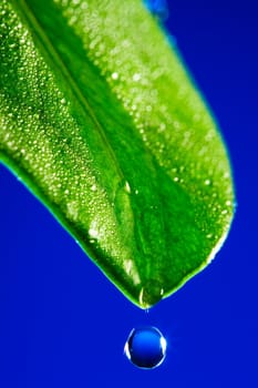 Green leaf close up on a dark blue background
