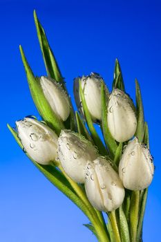 Seven white tulips in water with air vials close up on a blue background
