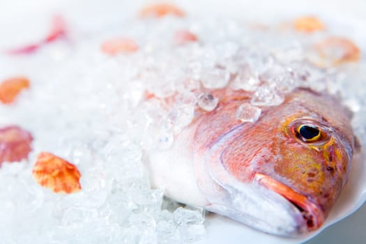 Whole Dorado lays in ice on a white plate with cockleshells close up on a white background
