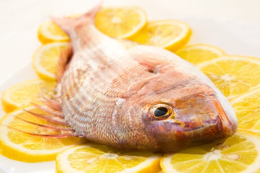 Dorado lays in an environment of slices of a lemon close up on a white background
