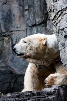 The huge head and face of an endangered polar snow bear (Ursus maritimus) between a rock formation