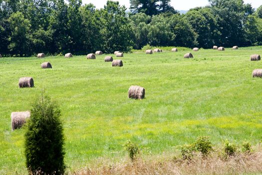 A landscape of farmland, meadow field of grass surrounded by trees and covered with bales of hay