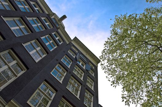 Old residential house in Amsterdam. Perspective shot of a tree against the blue sky. Fragment