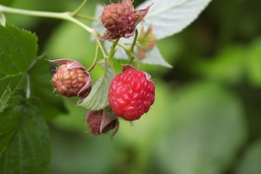 garden berry