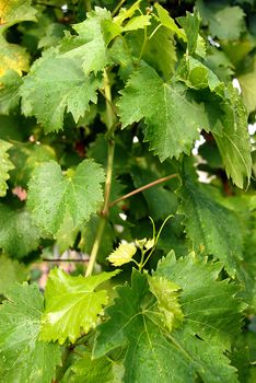 vine green leaves with water drops in vineyard background