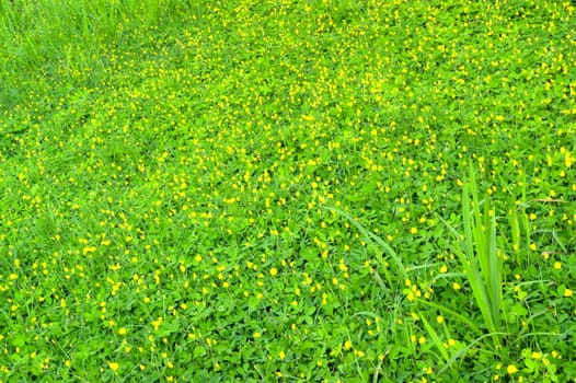 Green grass and yellow flower background