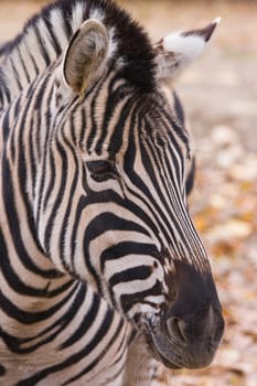 Portrait of Zebra with its distinctive white and black stripes