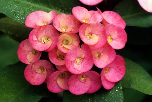 Blooming red euphorbia covered with drops of water