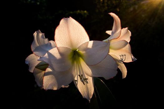 Hippeastrum or Amaryllis Picotee flowers in summer evening light