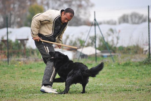 belgian sheepdog gronendal in a competition of ring