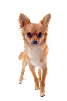 portrait of a cute purebred  chihuahua in front of white background