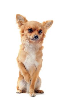 portrait of a cute purebred chihuahua in front of white background