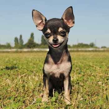 portrait of a cute purebred  puppy chihuahua