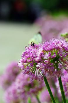 Close up of the flowers of some allium