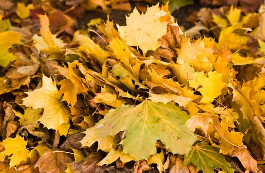 Bunch of yellow leaves in autumn fallen from tree goin where the wind them blows