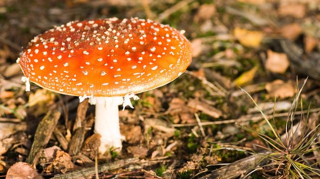 fly Amanita growing in the forest in autumn