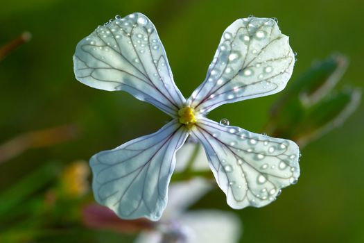 Beautiful composition of a white cruciferous Flower ( Eruca Vesicaria )