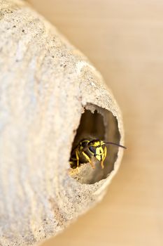 A bee keeping a lookout sticking its head out by the entrance of the bee hive.