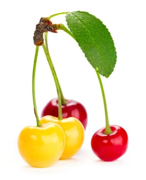 Sweet cherry isolated on white