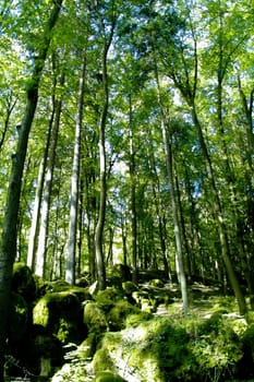 a picture of a mystic forest 